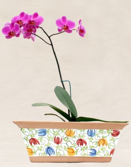 orquideas
