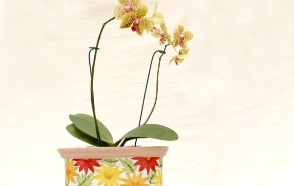 orquideas 2