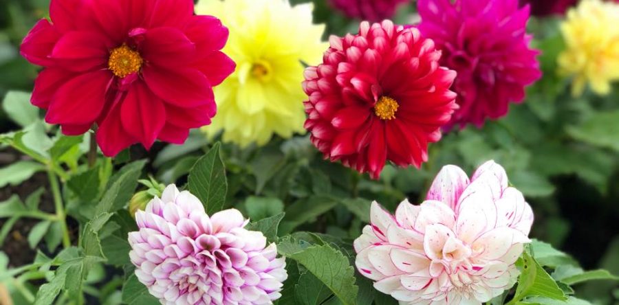 Dalias