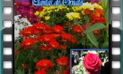 Video viveros santa rosa promocional