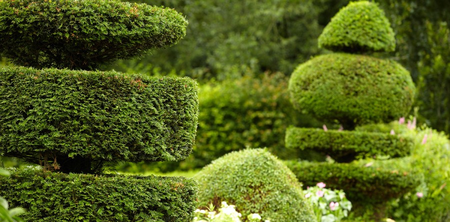 Temporada de tulipán Holandés