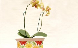 orquideas2