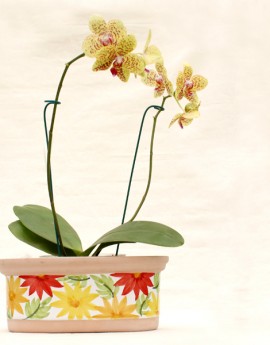 orquideas 2